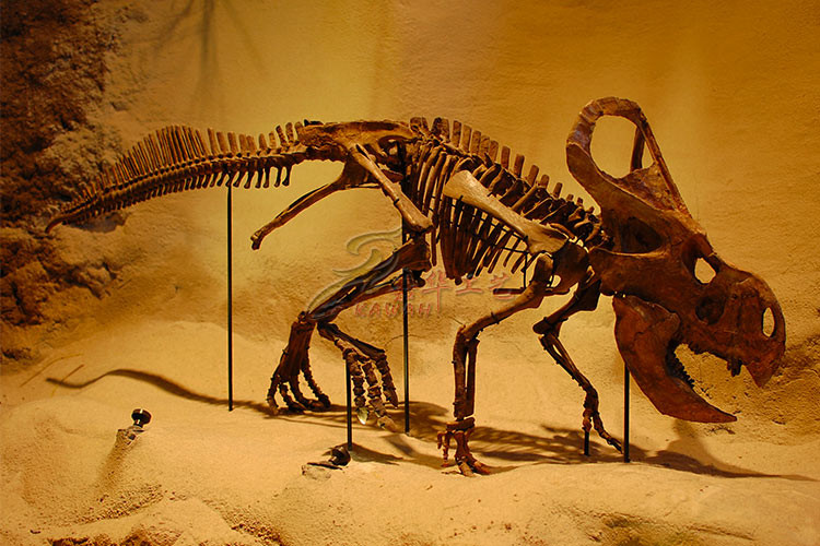 Customized Complete Dinosaur Fossil Life Size For Indoor Exhibition
