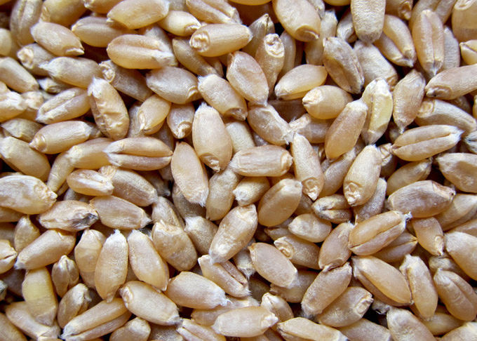 High Frequency Wheat Sorting Machine 10 Channels In Wheat Flour Milling Line
