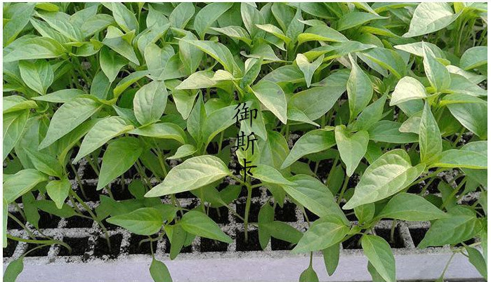 EPS / EVA / EPE / EPP Material 200 Well Seedling Tray Eps200 agriculture nursery tray