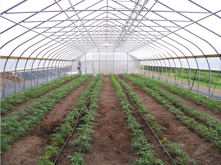 100 Micron PE Film Greenhouse Single Layer Plastic Tunnel Greenhouse