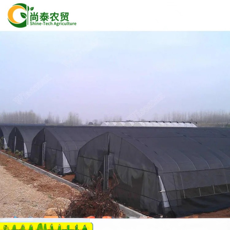 Film Cover 50x8m Single Span Type Agricultural Tunnel Greenhouse with 3.5-5M Height