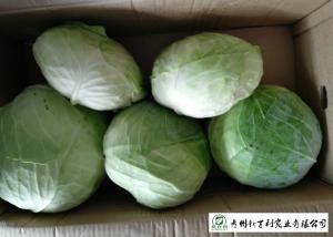 China Cold Tolerant Common Cabbage Vegetable Low Calories Easy Store Fit Wholesaler on sale