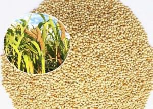 China Mini Size Bird Food For Small Birds , White Millet Seed Premium Quality on sale