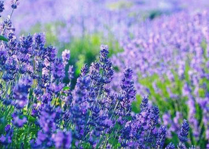 GMP 30ml Aromatherapy Diffuser Lavender Essential Oil
