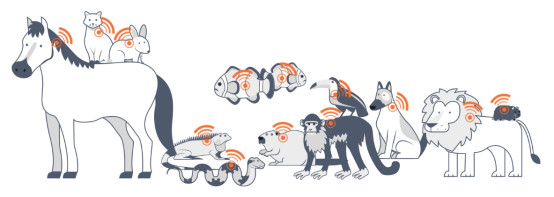 ICAR Certificate Animal Microchips Transponder With 15digits Unique Global Number