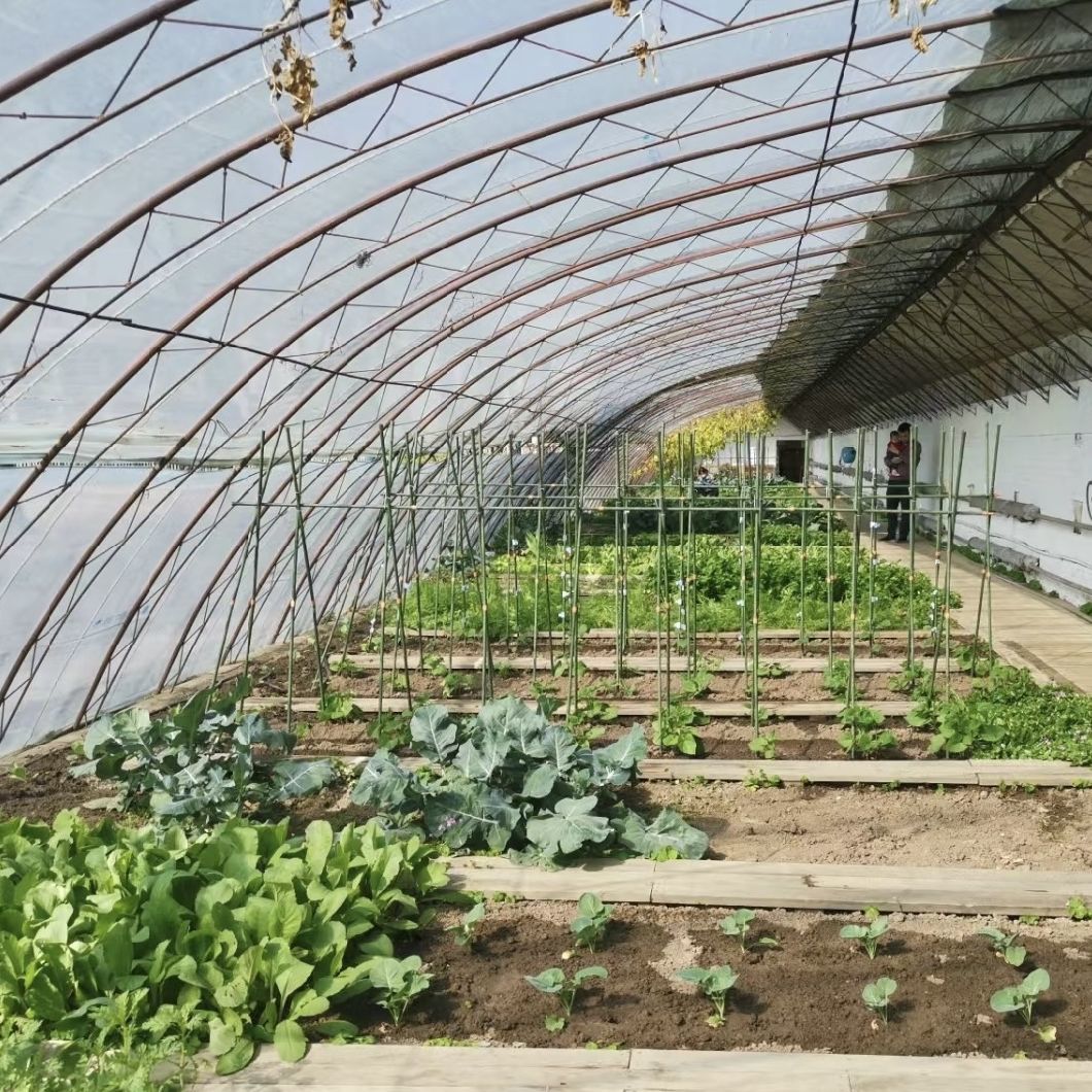 Flower Planting Drip Irrigation System Sunlight Greenhouse