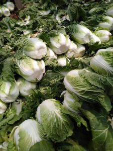 Buy cheap Lower Blood Pressure Green Flat Head Cabbage Low In Calories Rich Vitamin C product