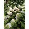 Buy cheap Lower Blood Pressure Green Flat Head Cabbage Low In Calories Rich Vitamin C from wholesalers