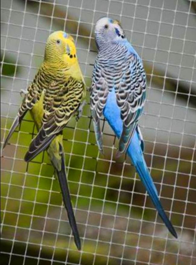 Welded Wire Mesh Roll Used In Animal Breeding