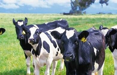Long Range LF Rfid Animal Tags , Identification Ear Tag For Livestock Management