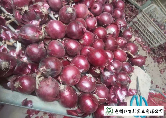Natural Fresh Onions , Fresh White Onion Suitable Dry Storage Environment