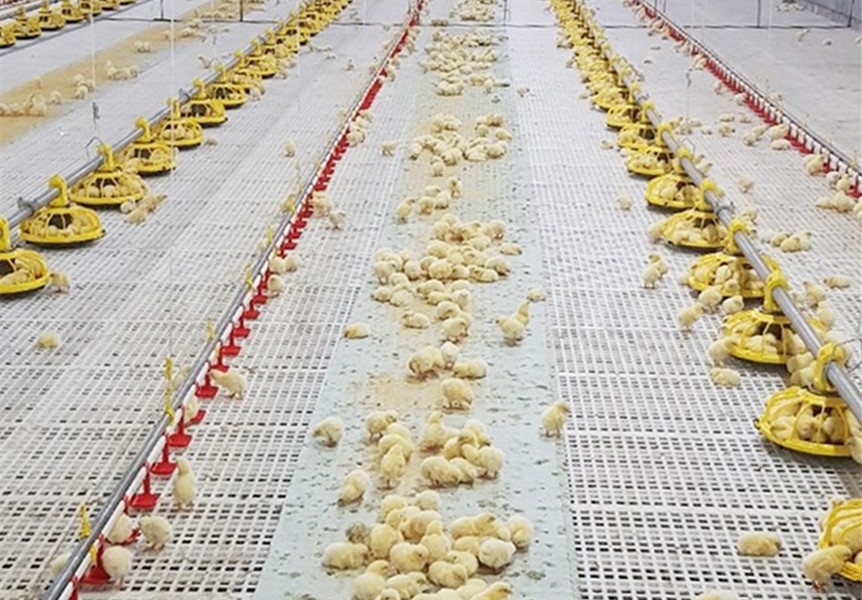 0.75kw Closed System Of Feeding In Poultry