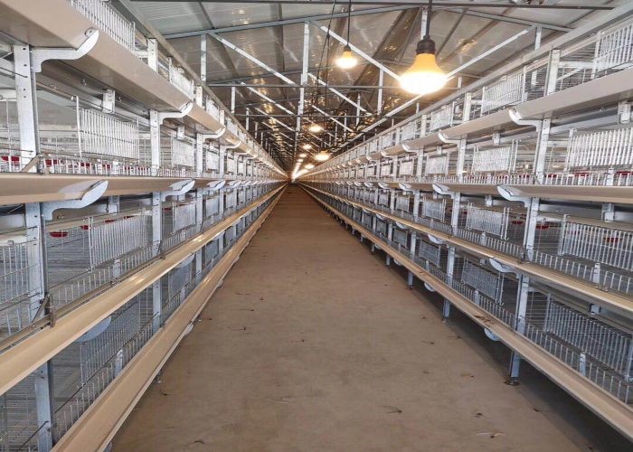 High Efficiency Automatic Chicken Waterer System / Broiler Automatic Drinker