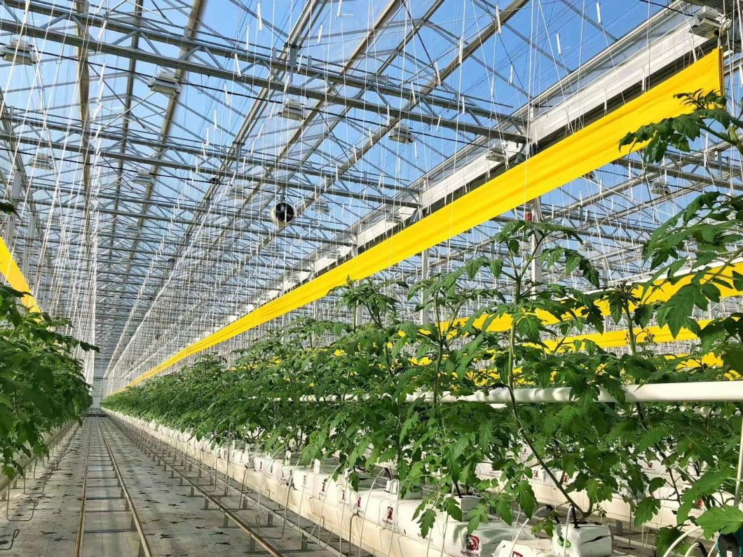 Glass Greenhouse Hydroponics System for Vegetables
