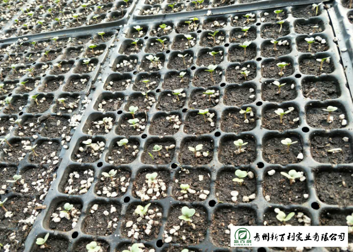 Big Size All Season Cabbage , Organic Napa Cabbage Japan Standard Own Bases