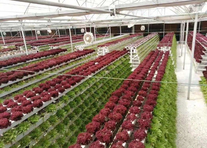 Vertical Nft Hydroponic Growing Channel Grow System For Lettuce Salad Vegetables
