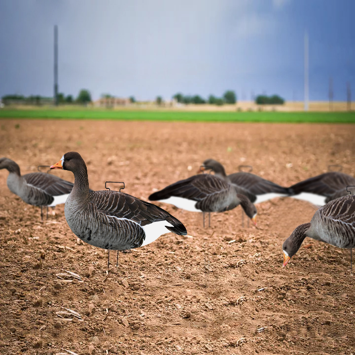 OEM Plastic Lifelike PP Silhouette Specklebelly Goose Decoys Anti Reflective for Hunting