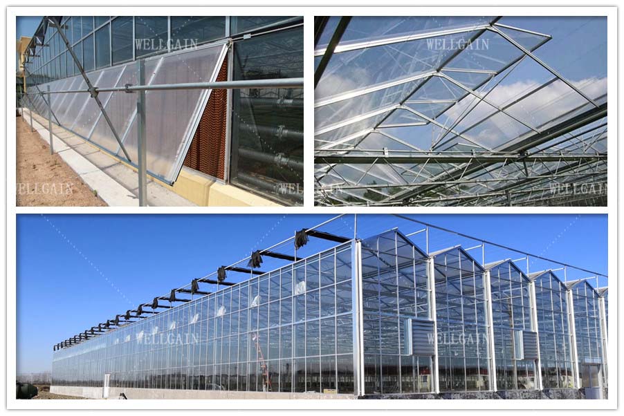 Hot Galvanized Steel Pipe Tempered Glass Greenhouse 8m 9.6m 12m Span Width