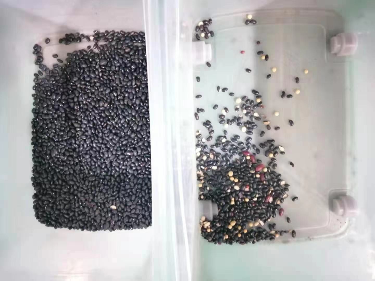 Black Green Bean Sorting Machine For Agricultural Equipment