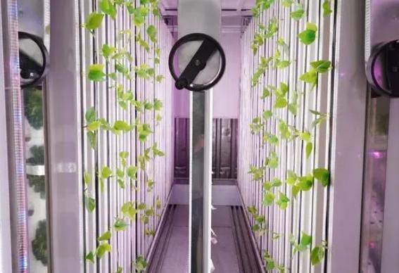 Container House for Growing Green Leafy Veggies