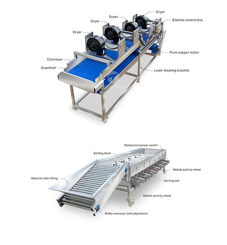 Drying Sorting Circulating Surfing Fruit And Vegetable Processing Line Apple Tengsheng
