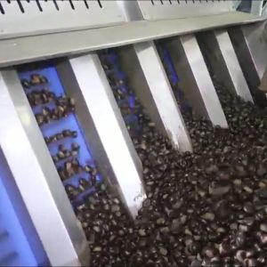 Enhancing Chestnut Processing Efficiency and Quality: A High-Capacity, AI