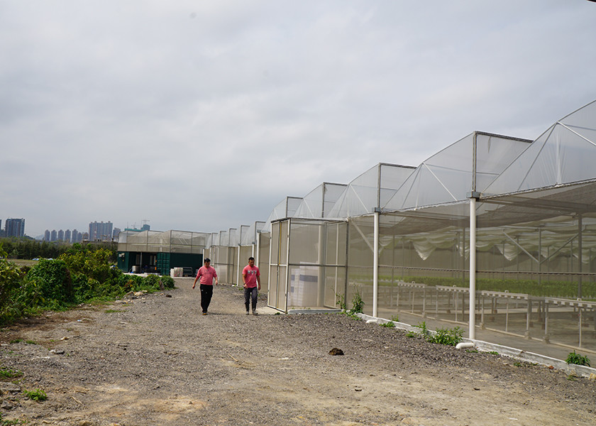 Heavy Duty Windproof Commercial Hot Houses Reinforced Plastic Greenhouse