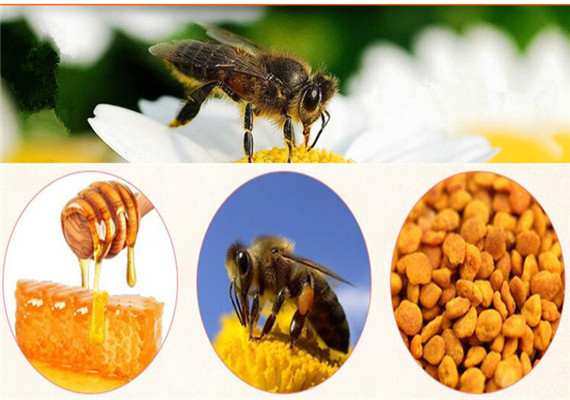 Water Soluble Propolis Extract Powder for Keeping Good Health