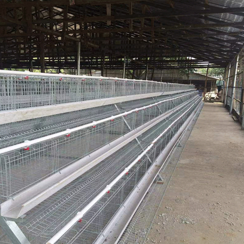 Chicken Farm Use A Type Poultry Cage 96 Birds / Set galvanized steel
