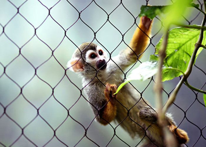 Soft Macaw Aviary Wire Stainless Steel Rope Mesh Netting For Enclosure Fence