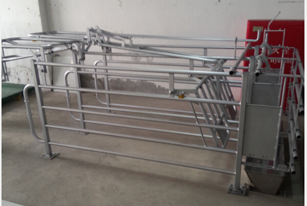 Steel Pipe Sow Pig Gestation Crates With Galvanized Feeders Length Adjustable