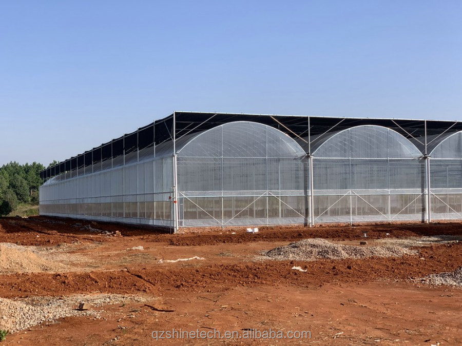 Intelligent Greenhouse For Tomato Cultivation Multi Span Film Green House By Shine Tech