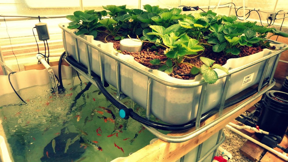 Inside Shading System Mushroom Greenhouse Equipment for Vegetable Fruits and Flowers