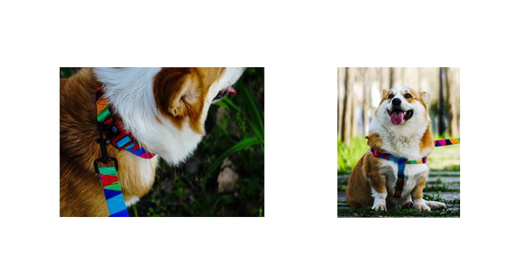 Wear Resistant Pet Collars Leashes S M L Adjustable 30cm Dog Collar