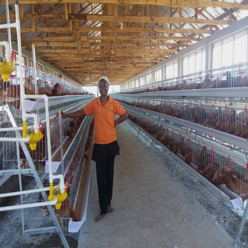 Sturdy Q235A 4 Tier A Type Egg Layer Chicken Cage For Poultry Farm