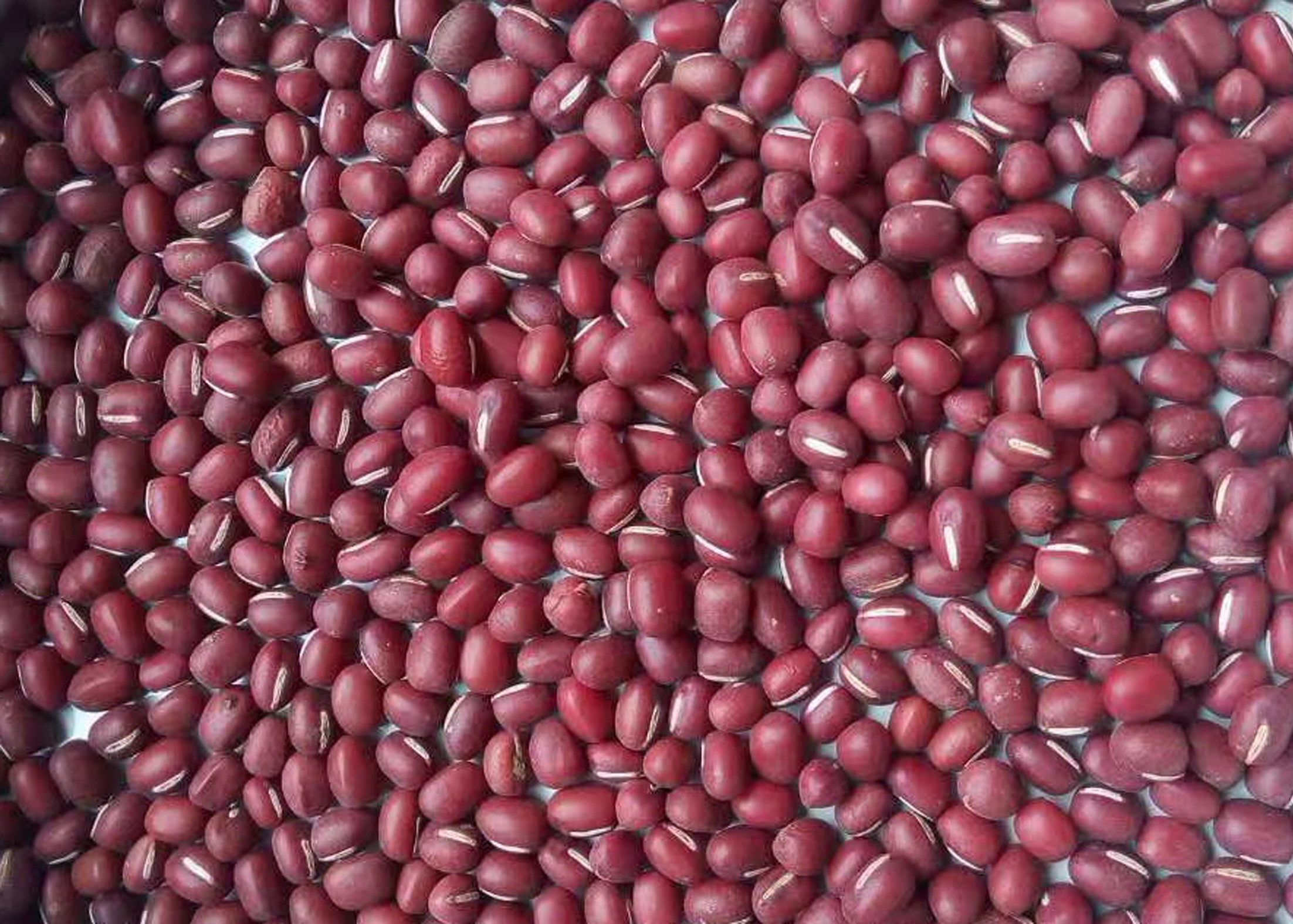 8.0 - 15.0T/H Capacity Bean Sorting Machine White Color HD Recognition