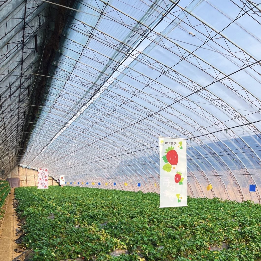Hydroponics Vegetable Sunlight Greenhouse