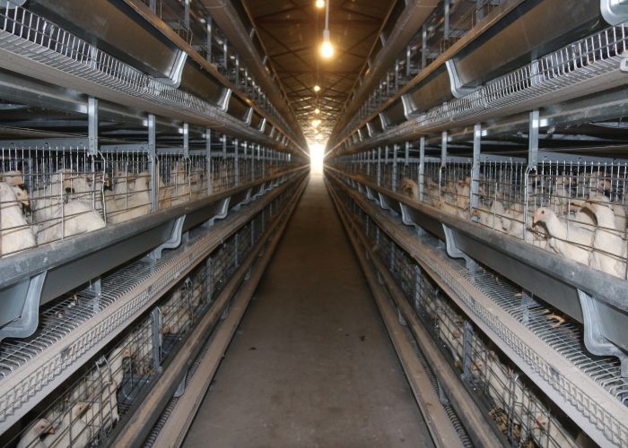 Durable 45 Days Chicken Cage Modern Poultry Cages Easy Daily Management
