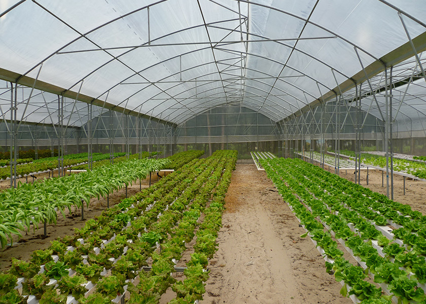 UV Sterilizer Nft Farming System Disease Resistant For Leafy Greens Growth