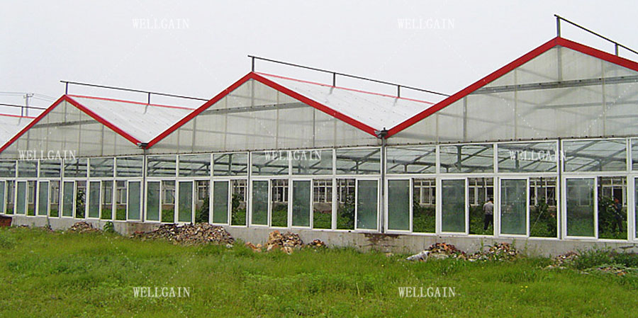 Commercial Agriculture Polycarbonate Sheet Greenhouse PC Sheet Greenhouse