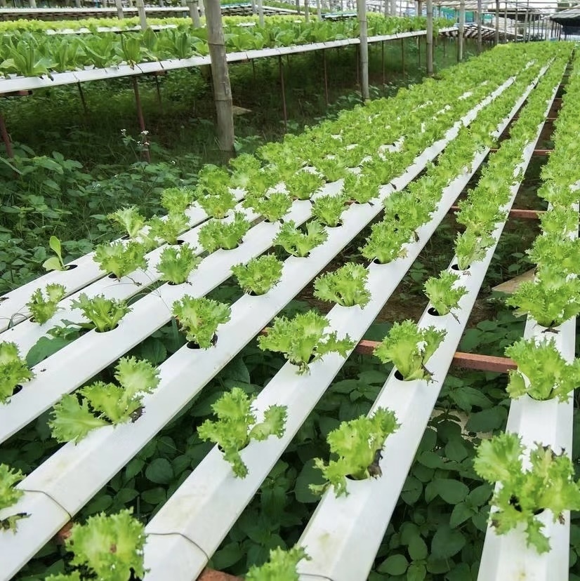 Greenhouse Suitable for Soilless Cultivation of Vegetables and Fruits
