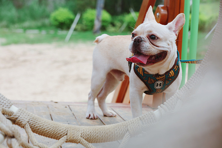 Large Dog Walking Harness Vest For Car And Walking 32cm To 40cm Neck