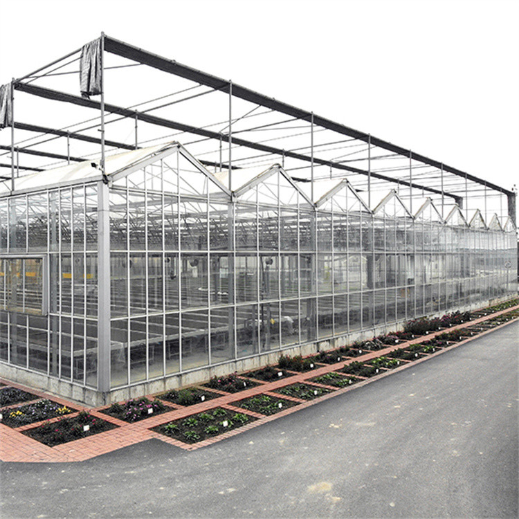 Customized Venlo Type Greenhouse Multispan Tunnels Hot Dip Galvanized Steel