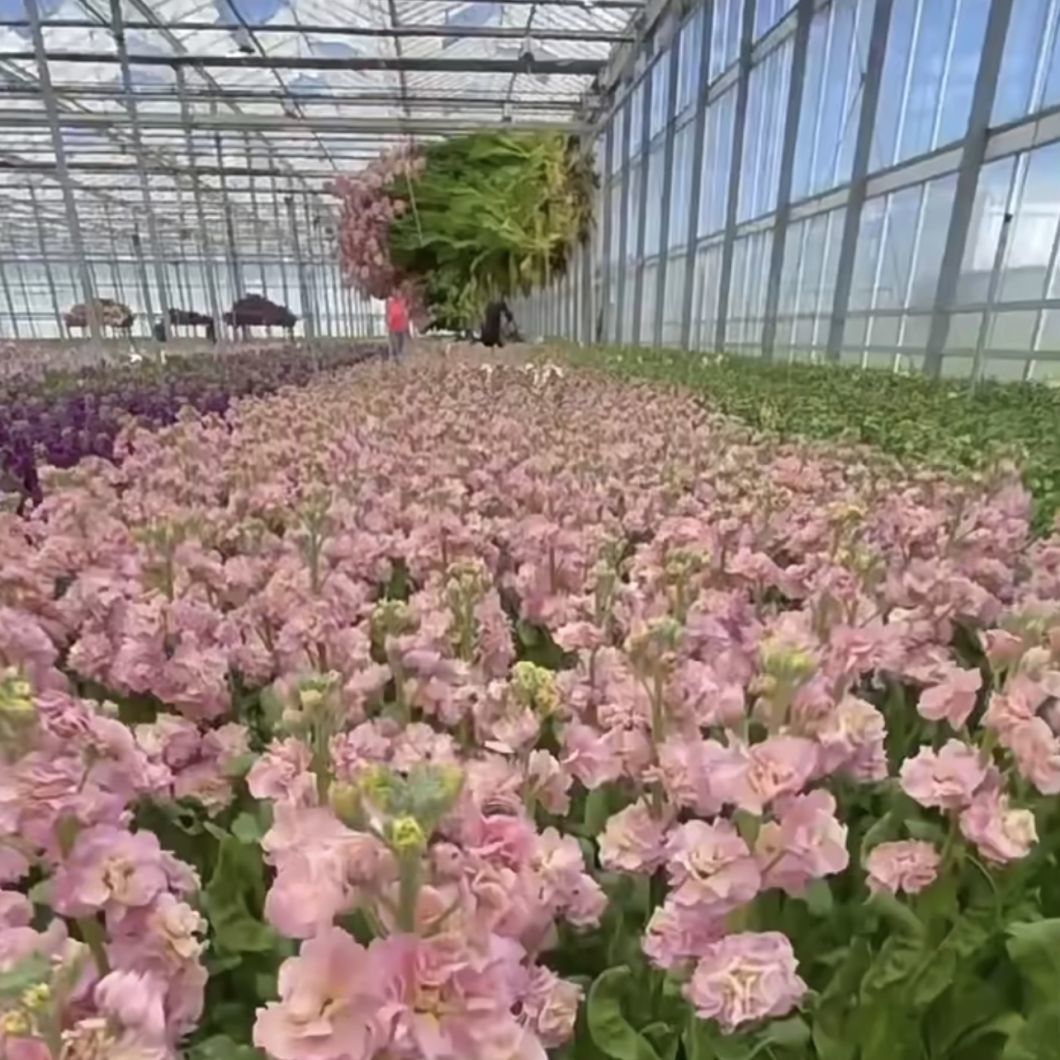 China Origin Glass Greenhouse Hydroponics System for Flowers