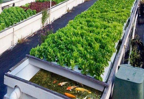 Wet Curtain Controlled Inlluminating Greenhouse