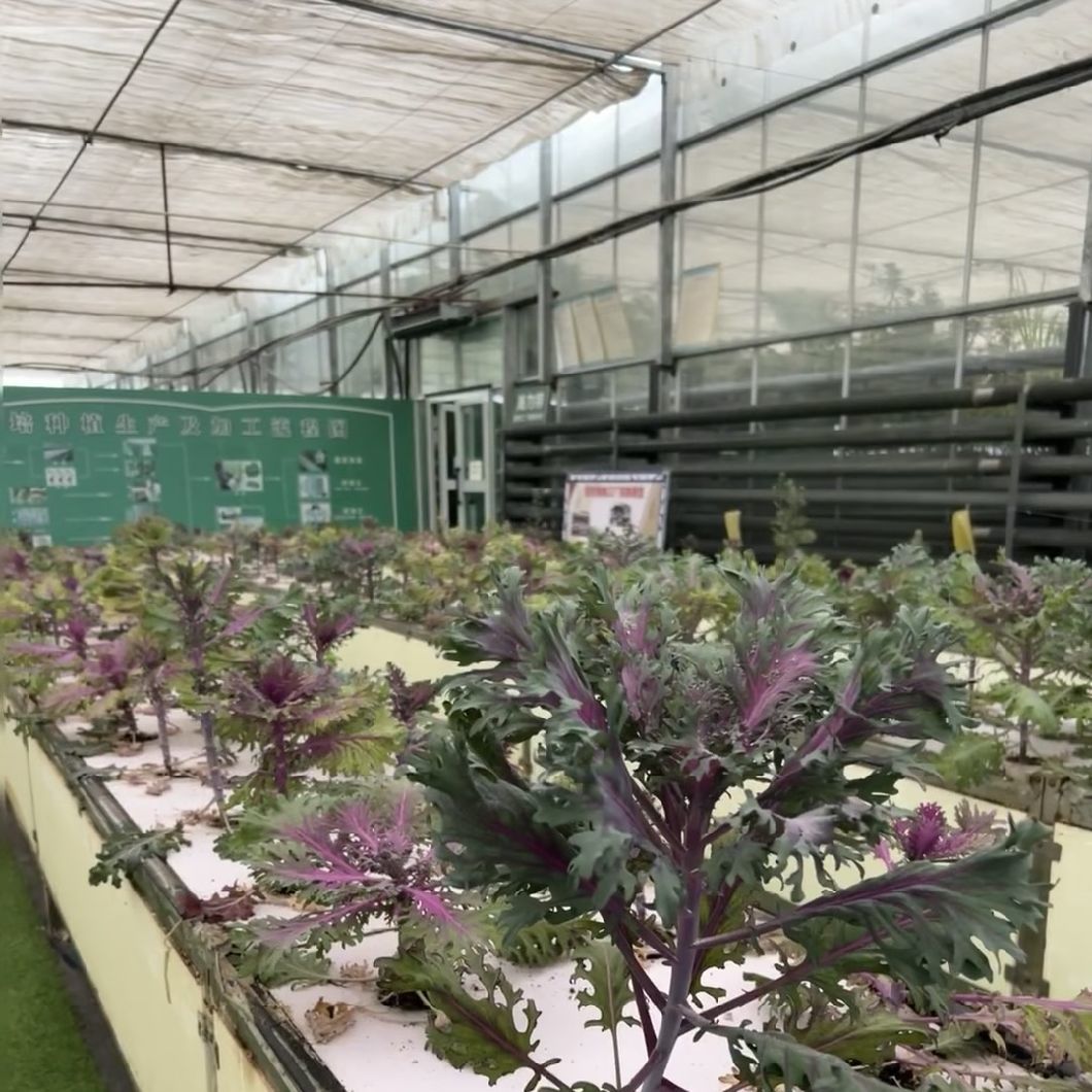 Good Light Transmission Glass Greenhouse Canopy