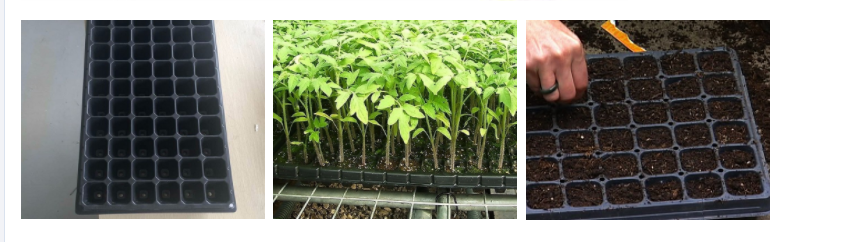wholesale hydroponic seed propagation plastic growing tray