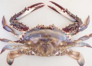 Buy cheap forzen blue swimming crab whole IQF fresh frozen sea food high quality HACCP to Korea Thailand product