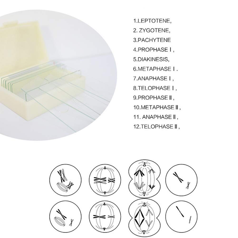 Glass 12pcs Onion Meiosis Prepared Botany Slides For School Research