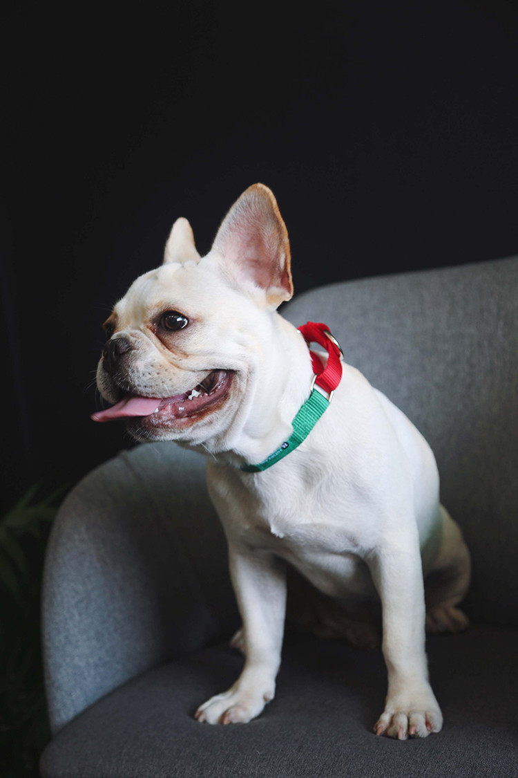 Custom Green 1.5 Inch 2 Inch Wide Nylon Dog Collars With Metal Buckle